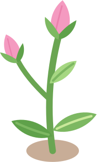 Plante ado